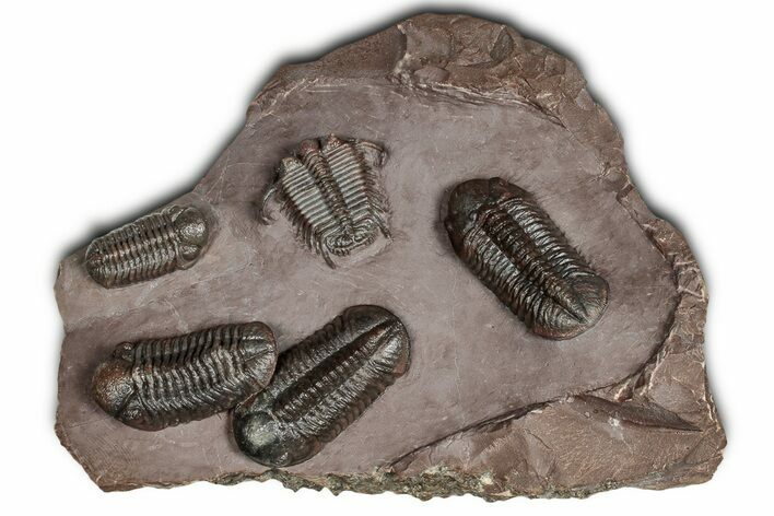 Five Trilobites (Four Species) in Association - Jorf, Morocco #334862